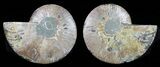 Cut & Polished Ammonite Fossil - Agatized #58710-1